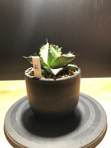 白鯨　アガベ