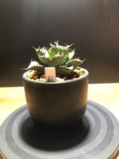 白鯨　アガベ