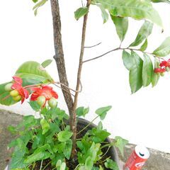 盆栽素材ミッキーマウスの木