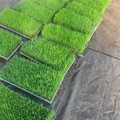 コシヒカリ苗•水稲•田植え