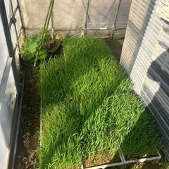 コシヒカリ苗•水稲•田植え