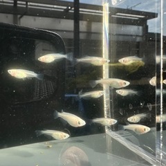 メダカ【ピュアホワイト】幼魚~若魚　１０匹【ダルマ血有り】