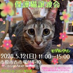 😽ねこけん千葉支部保護猫譲渡会開催します！