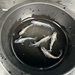 メダカ【小菊】成魚(種親) ６匹　ラスト出品
