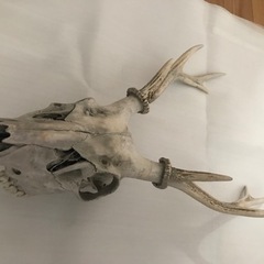 シカの頭蓋骨と角  野生動物