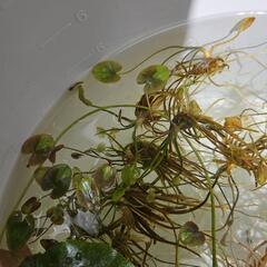 水生植物・ビオトープ (小サイズ)ガガブタ