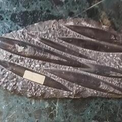 オルソセラス(直角貝)化石