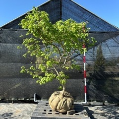 コハウチワカエデ