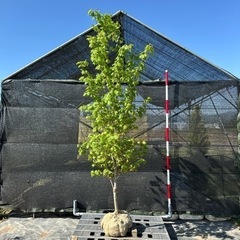 コハウチワカエデ