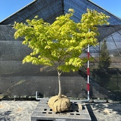 コハウチワカエデ