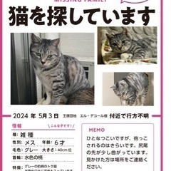 迷い猫を探しています