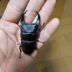 即ブリ可】山梨県産オオクワガタWF0ペア