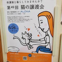 5月26日福山で保護猫の譲渡会