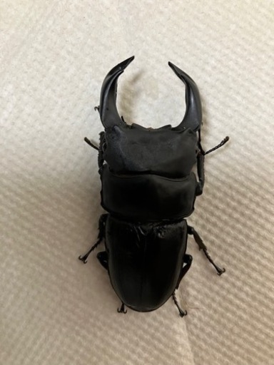 マツノ久留米系統オオクワガタ②　4ペア