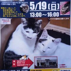 5月19日東尾道で保護猫の譲渡会 - 尾道市