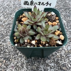 センペルビウム　西京ハオルチィ　多肉植物