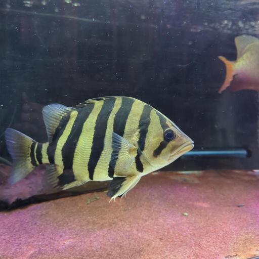 熱帯魚　ダトニオプラスワン　発色良