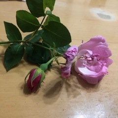 薄らあまーい香り付き　ピンク色の薔薇のカット枝2本セット　蕾付き...