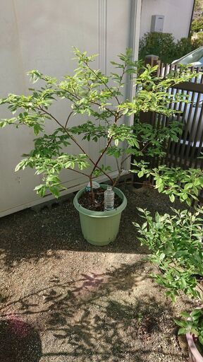 ブルーベリーの木⑦