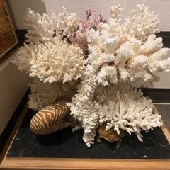 サンゴ珊瑚置物、オブジェ