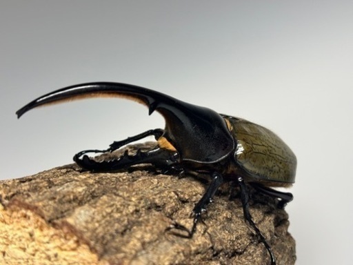 ヘラクレス新成虫　♂1♀3セット
