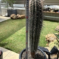 柱サボテン 武倫柱