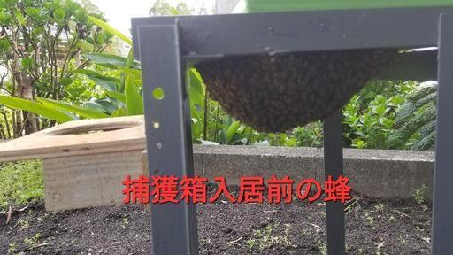 日本ミツバチの分蜂群発送致します