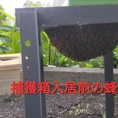 日本ミツバチの分蜂群発送致します