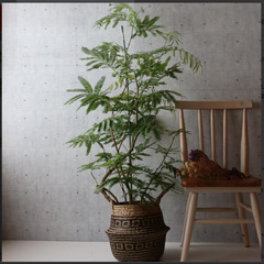 【商談中】大型デザイナーズ植物　観葉植物　幹太　曲がり　株立ち　160㎝　エバーフレッシュ　つぼみ有り　現在、開花中