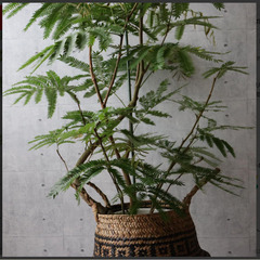 【商談中】大型デザイナーズ植物　観葉植物　幹太　曲がり　株立ち　160㎝　エバーフレッシュ　つぼみ有り　現在、開花中