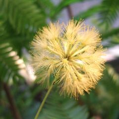 【商談中】大型デザイナーズ植物　観葉植物　幹太　曲がり　株立ち　160㎝　エバーフレッシュ　つぼみ有り　現在、開花中