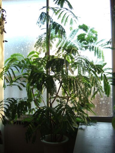 【商談中】大型デザイナーズ植物　観葉植物　幹太　曲がり　株立ち　160㎝　エバーフレッシュ　つぼみ有り　現在、開花中