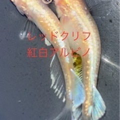 🐟【レッドクリフ紅白アルビノ】稚魚7匹🐟　メダカ