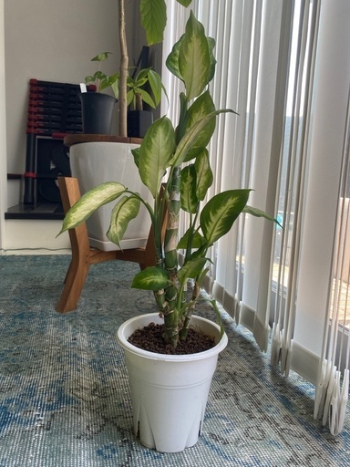 お譲り先が決まりました。ディフェンバキア エキゾチカ カミーラ 観葉植物 空気清浄