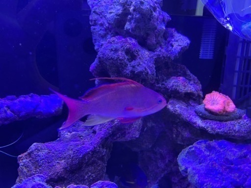 海水魚 フィジー産 キンギョハナダイ ペ