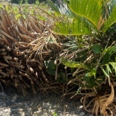 そてつ　ソテツ　蘇轍　蘇鉄　庭木　ガーデニング 大株　防犯