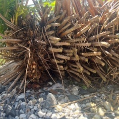 そてつ　ソテツ　蘇轍　蘇鉄　庭木　ガーデニング 大株　防犯