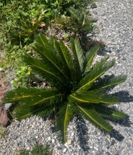 そてつ ソテツ 蘇轍 蘇鉄 庭木 ガーデニング 大株 防犯 - その他 