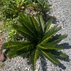 そてつ　ソテツ　蘇轍　蘇鉄　庭木　ガーデニング 大株　防犯