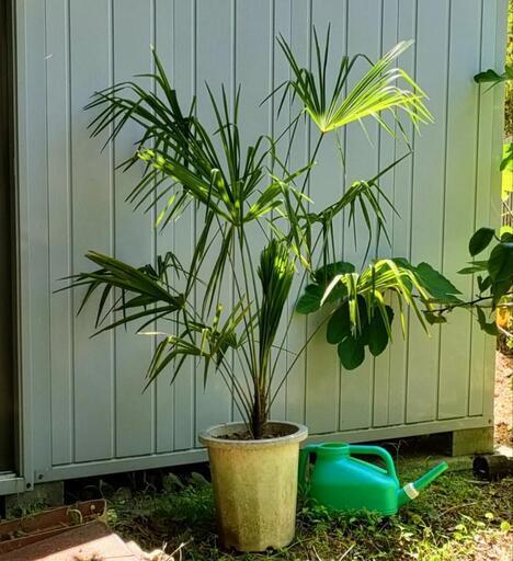 観葉植物 ガーデニング　観音竹（カンノンチク）か 棕櫚竹（シュロチク）？　高さ約150cm(鉢の高さは約34cm)　※複数あります