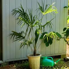 観葉植物 ガーデニング　観音竹（カンノンチク）か 棕櫚竹（…