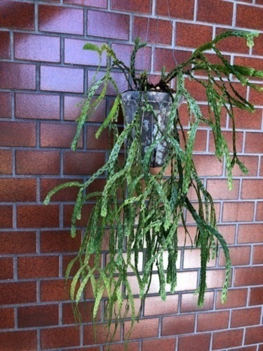 ☘ ̖́-HUPERZIA NUMMULARIFOLIA ☘ ̖́-