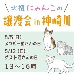 ５月５日、１２日猫譲渡会in 淀川区神崎川