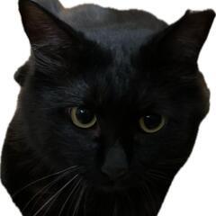 黒猫の里親さん募集の画像