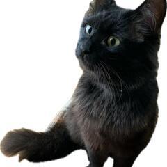 黒猫の里親さん募集 − 栃木県