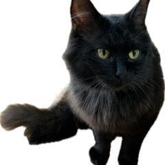 黒猫の里親さん募集 - 猫