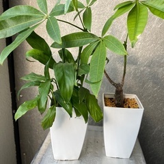 パキラ2鉢セット　観葉植物