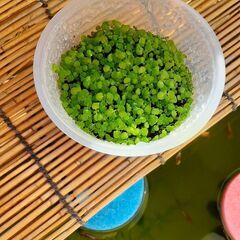 水草　②　熱帯魚　メダカ　エビ　ビオトープ