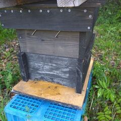 日本蜜蜂 2024年　分蜂群