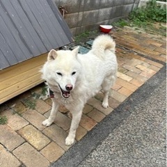 【急募】北海道犬